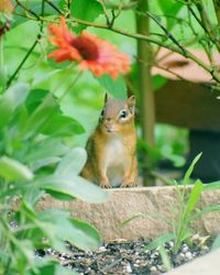 Squirrel on a tree