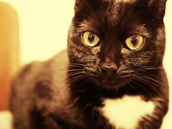 Close-up portrait of a cat