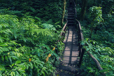 Footbridge amidst trees in forest