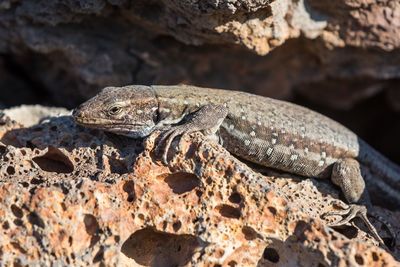 Close-up of lizard on rock