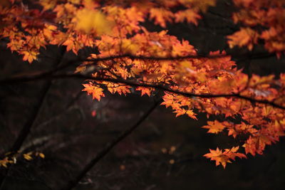 Close-up of maple leaves on tree during sunset