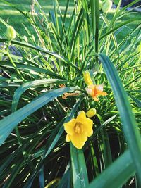 Close-up of yellow flowers