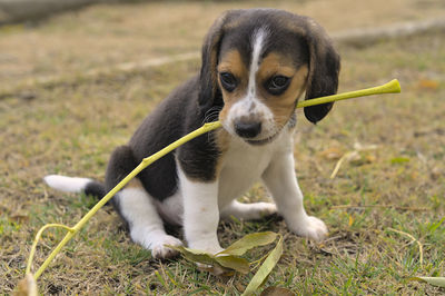 pet