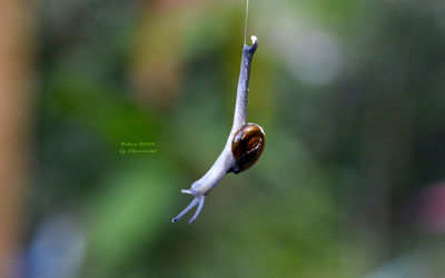 Close-up of snail on plant