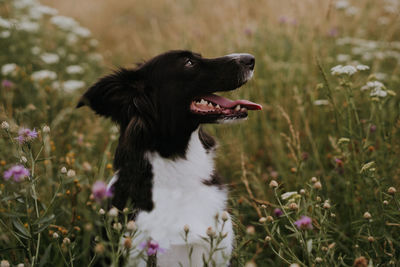 Border collie puppy in summer flower field