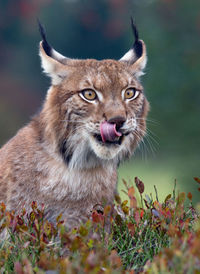 Close-up of lynx by plants
