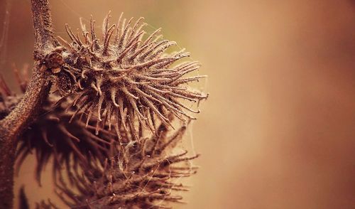 Close-up of wilted plant