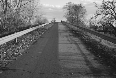 Bare trees along road