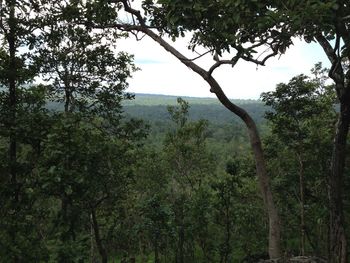Scenic view of forest