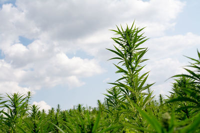 Low angle view of plants growing on field against sky