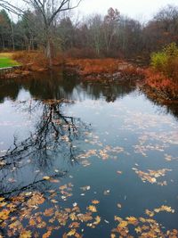 Reflection of trees in calm lake