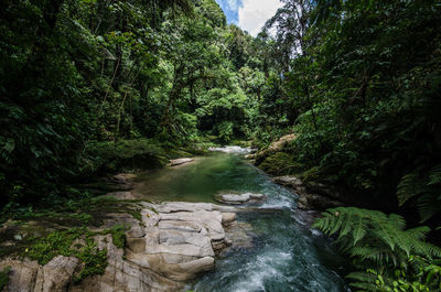 Stream flowing through rocks in forest