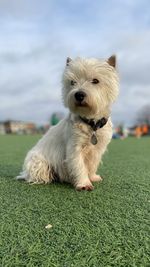 West highland white terrier