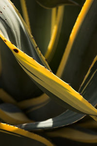 High angle view of yellow flowering plant