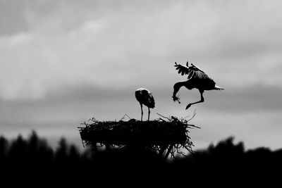 Low angle view of birds perching on tree against sky