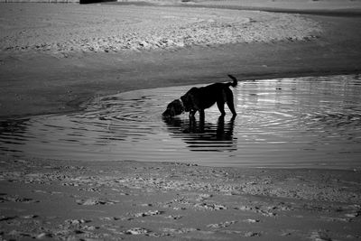 High angle view of dog at beach