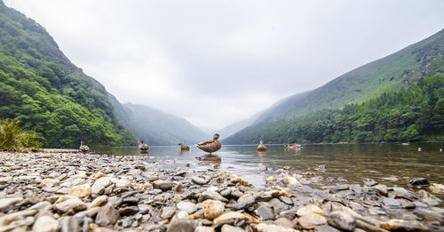 View of the lake glendalough - irlanda 