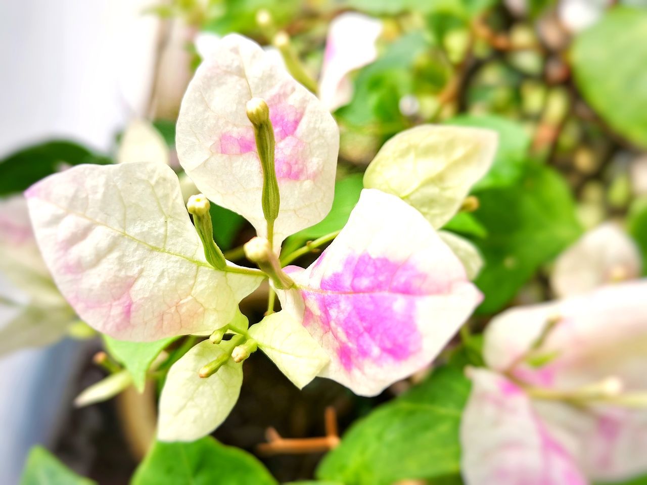 plant, flower, flowering plant, beauty in nature, freshness, pink, plant part, leaf, blossom, close-up, nature, growth, fragility, petal, flower head, no people, inflorescence, outdoors, springtime, focus on foreground, branch, selective focus, day, shrub, macro photography, lilac, sunlight, green, botany, tree