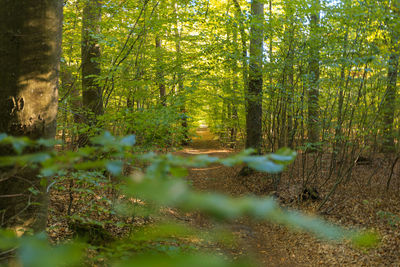 Trees in forest