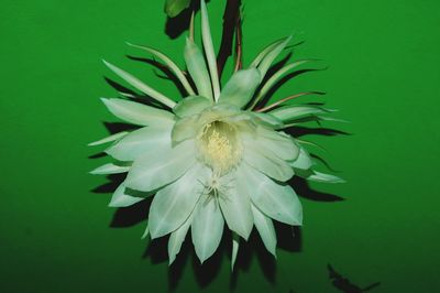 Close-up of flower growing against black background