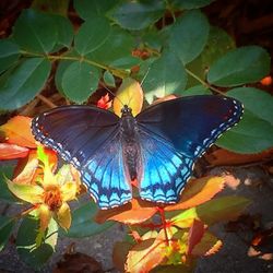 Close-up of butterfly pollinating on flower