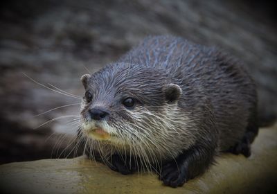 Close-up of meerkat