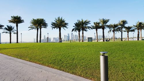 Palm trees on field against clear sky