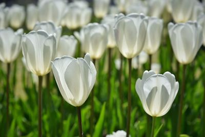 Close-up of white crocus blooming in field