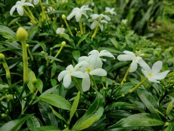 Close-up of white flowers blooming outdoors