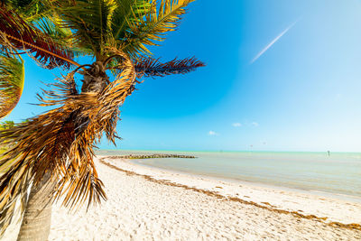 Palm trees on beach against blue sky