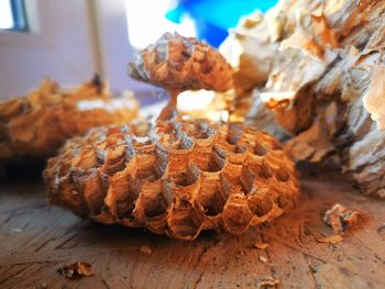 Close-up of an hornet's nest