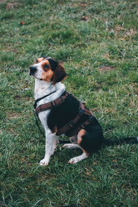 Dog looking away on field