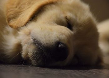 Close-up of dog sleeping