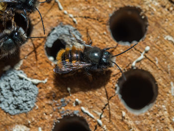 High angle view of bee