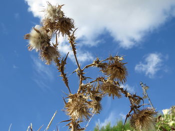 Low angle view of flowers against cloudy sky