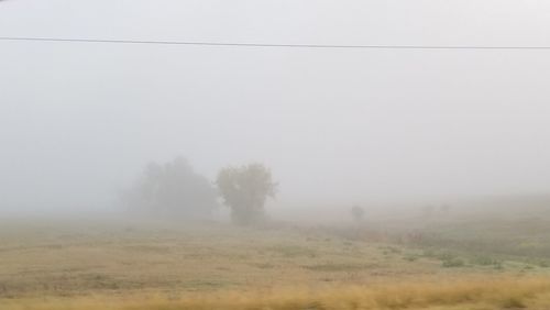 Trees on field against sky