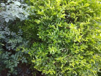 Full frame shot of plants