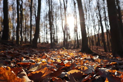 Autumn leaves in sunlight