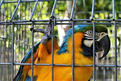 Close-up of parrot in cage