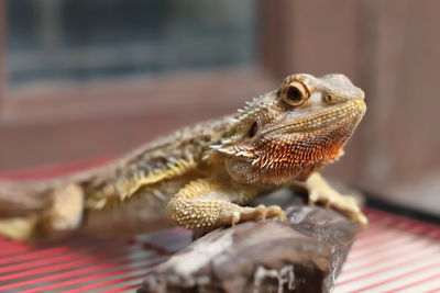 Close-up of a lizard