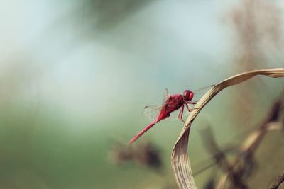 Close-up of insect on leaf