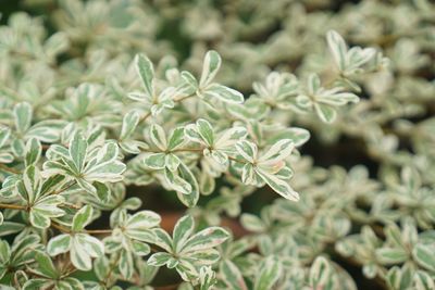 Close-up of flowering plant