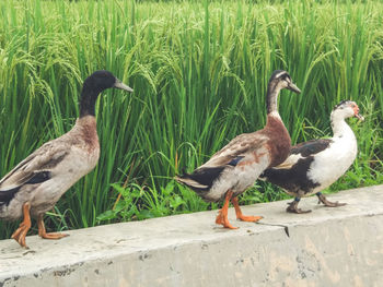 Mallard ducks perching on grass