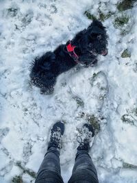 Low section of dog on snow