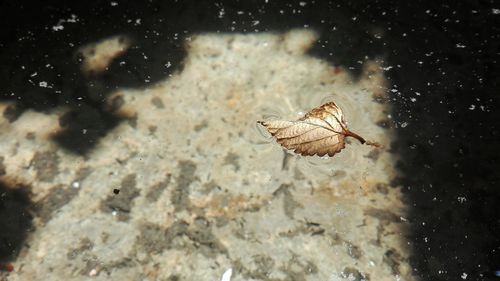 Close-up of butterfly on leaf