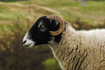 Close-up of an animal on land