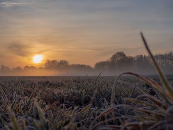 Scenic view of field against sky during sunset