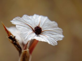 Close-up of white flower