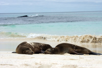 Seals sleeping on beach