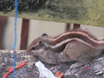 Close-up of squirrel on rock